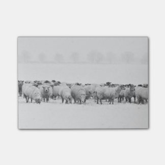 Winter sheep flock post-it notes