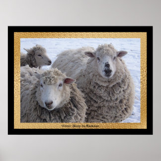 Sheep Posters | Zazzle