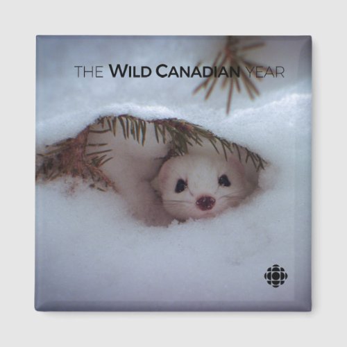 Winter _ Short_Tailed Weasel Magnet