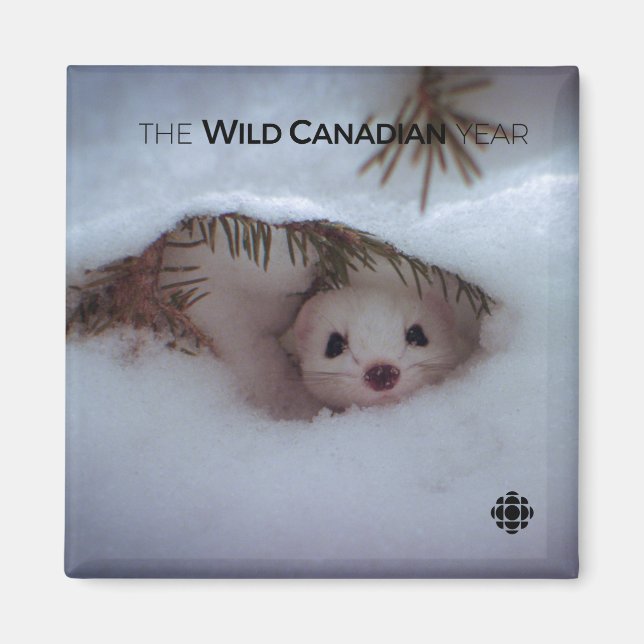 Winter - Short-Tailed Weasel Magnet (Front)