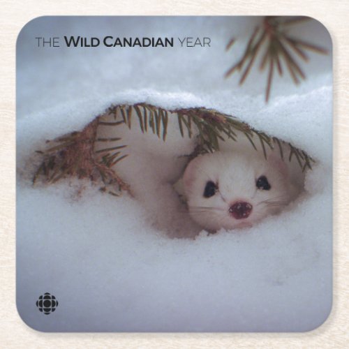 Winter _ Short_Tailed Weasel Square Paper Coaster