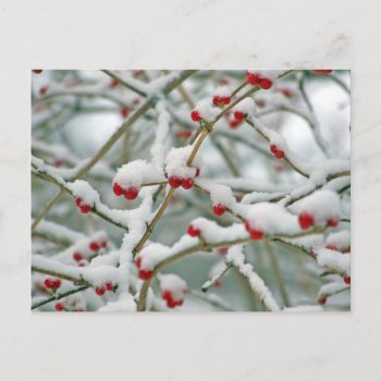 Winter Snow Berries Postcard by Valentines_Christmas at Zazzle