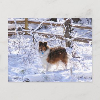 Winter Snow Collie Postcard by DesireeGriffiths at Zazzle