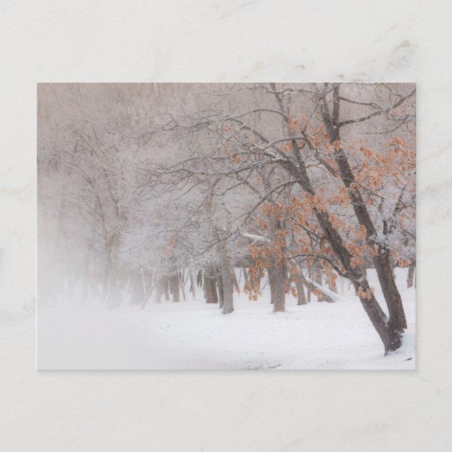 Winter Snow | Lake Kussharo Postcard (Front)