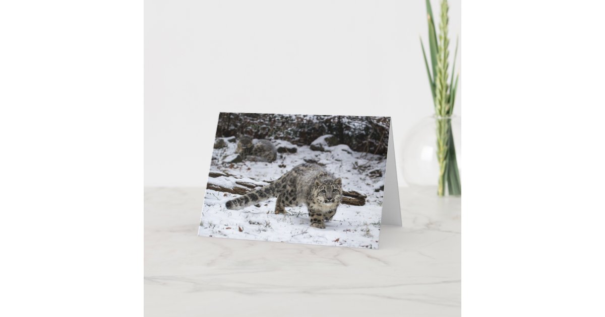 Winter Snow Leopard Cub Holiday Card | Zazzle.com