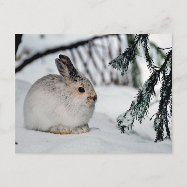 Winter Snow Nature Scene - Snowshoe Hare Holiday Postcard (Front)