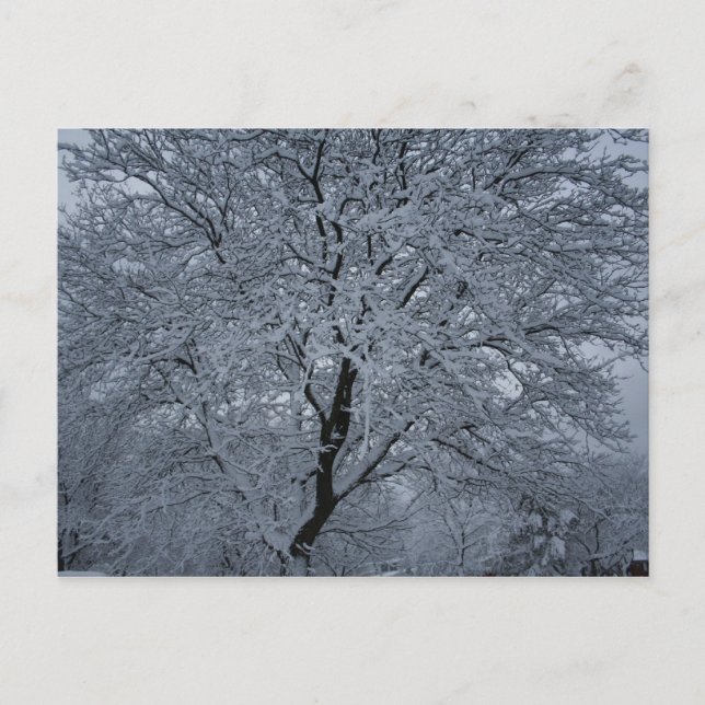 Winter Snow on a Tree Postcard (Front)