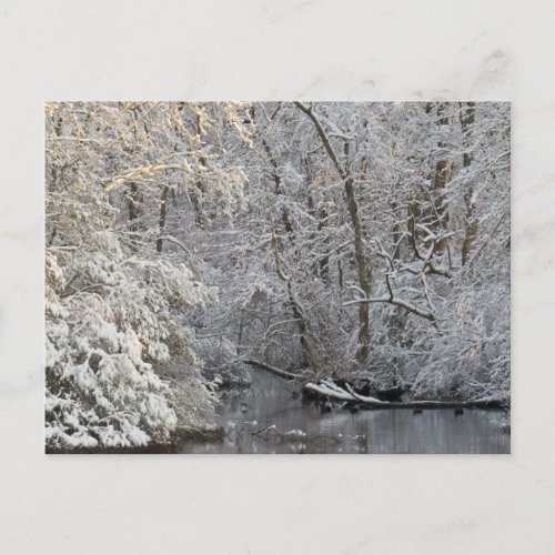 Winter Snow Peaceful Water Scene Postcard