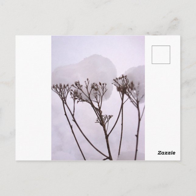 Winter Snow Photo Postcard (Back)