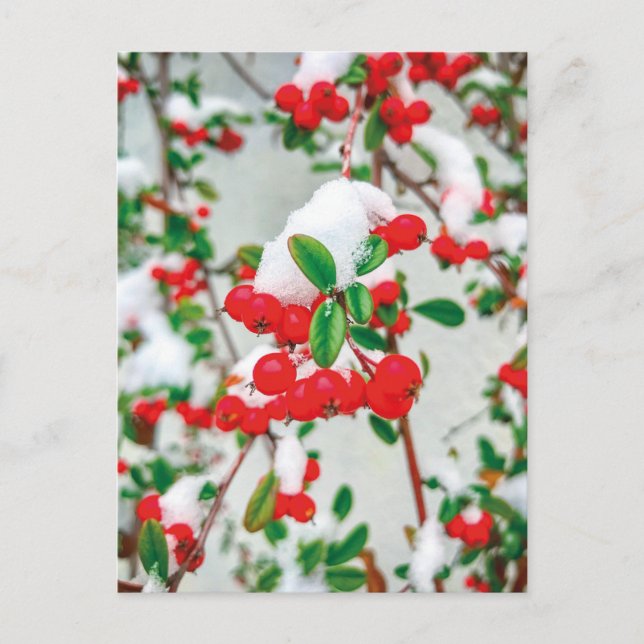 Winter Snow Red Berries Postcard (Front)