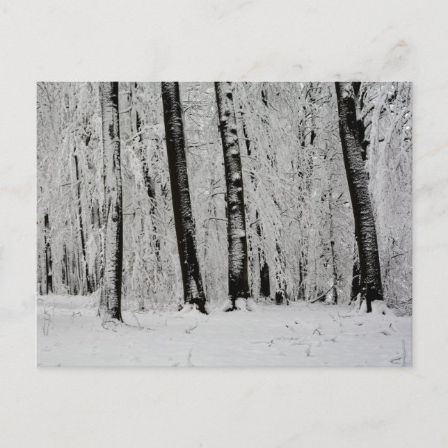 Winter Snow Trees   -     - Postcard (Front)