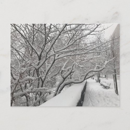 Winter Snowstorm Riverside Park Trees New York NYC Postcard