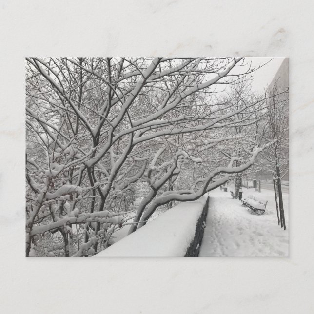 Winter Snowstorm Riverside Park Trees New York NYC Postcard (Front)