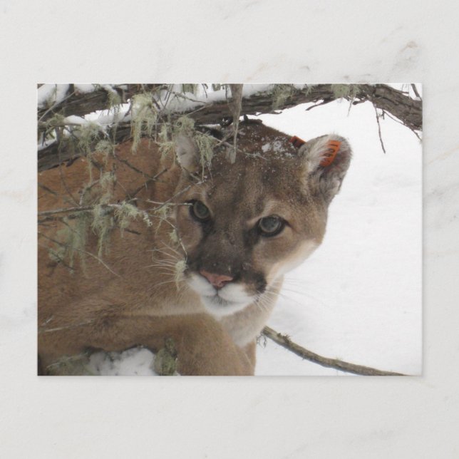 Winter Snowy Cougar (Puma Concolor) Photography Postcard (Front)