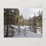 Winter Snowy Mountain Scene in Montana Postcard