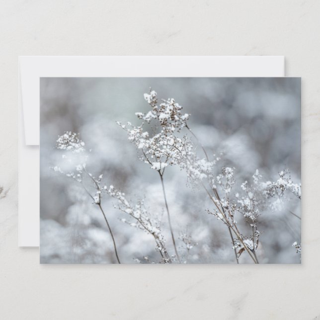 Winter Softness, snowy Holiday Card (Front)