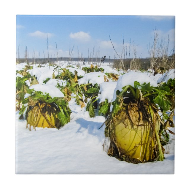 Winter Squash in Snow - Personalized Ceramic Tile (Front)