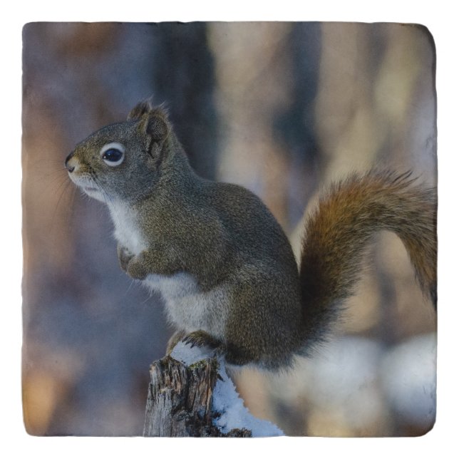 Winter Squirrel, Brown Animal, Canadian Critter Trivet (Front)