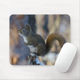 Winter Squirrel, Brown Animal, Canadian Photograph Mouse Pad
