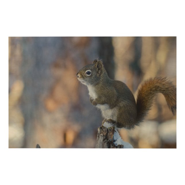 Winter Squirrel, Brown Animal, Canadian Photograph Wood Wall Art (Front)