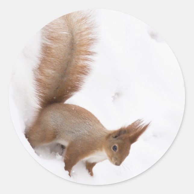 Winter Squirrel Classic Round Sticker (Front)