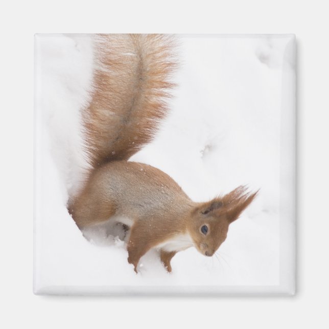 Winter Squirrel Magnet (Front)