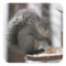 Winter Squirrel on a Sticker