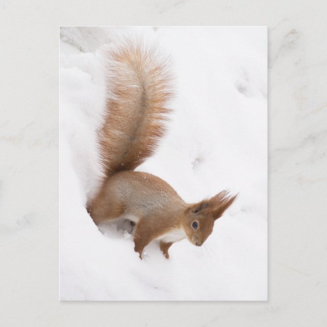 Winter Squirrel Postcard (Front)