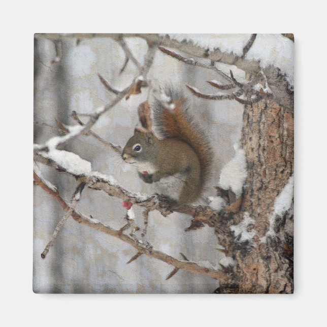 Winter Squirrel, Snow & Red Berries Xmas Design Magnet (Front)