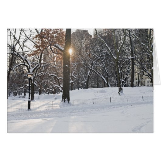 Winter Sunlight Central Park Cards (Front Horizontal)