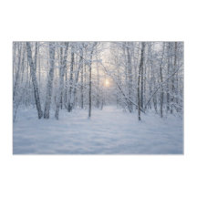 Winter Sunlight in Quiet Birch Forest