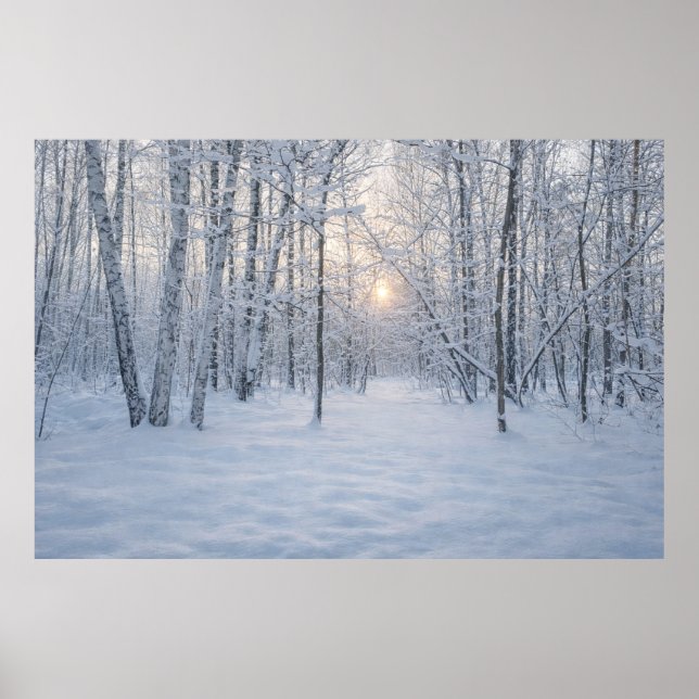 Winter Sunlight in Quiet Birch Forest Poster (Front)