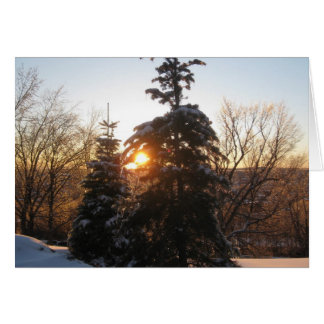 Winter sunset with evergreens