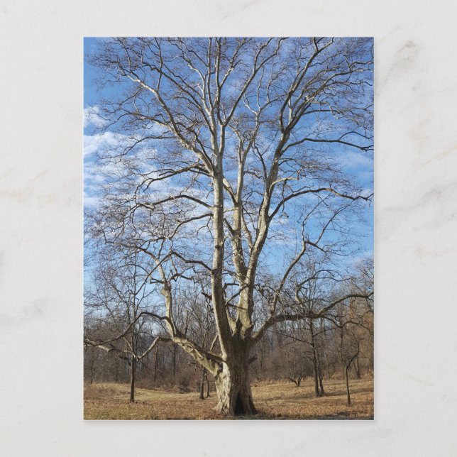Winter Sycamore Tree Postcard (Front)
