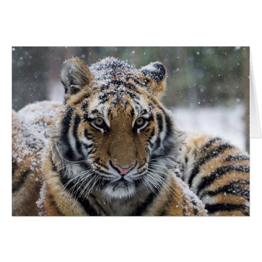 Winter Tiger Portrait Cards (Front Horizontal)