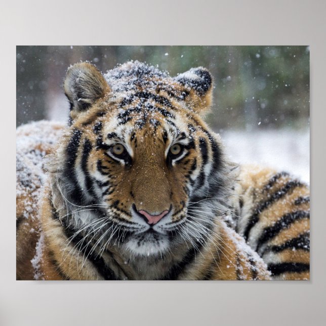Winter Tiger Portrait Poster (Front)