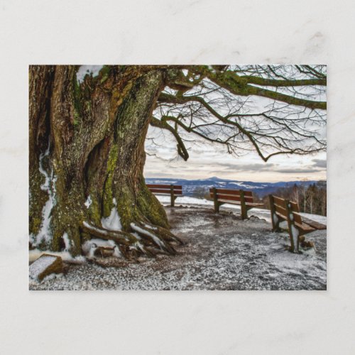 Winter Tree and Benches Postcard