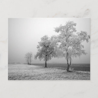 Winter Tree Field Postcard