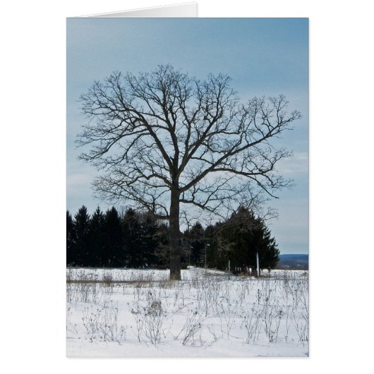 Winter Tree Joy Card (Front)