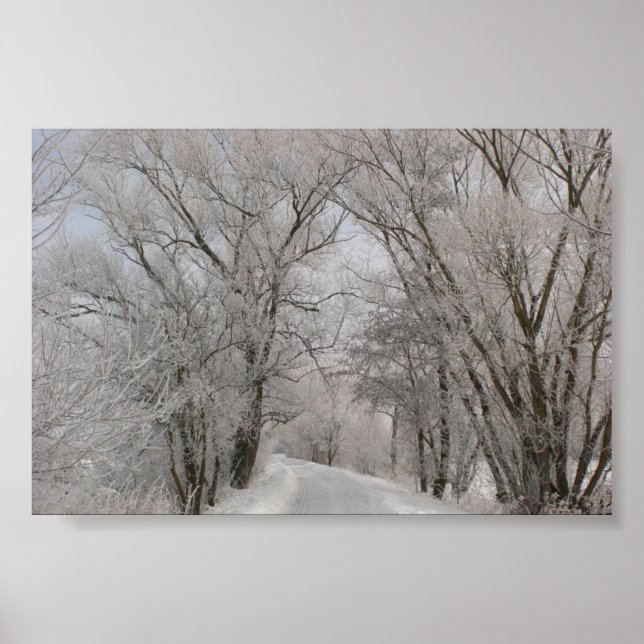 Winter Tree Lined Street Poster (Front)