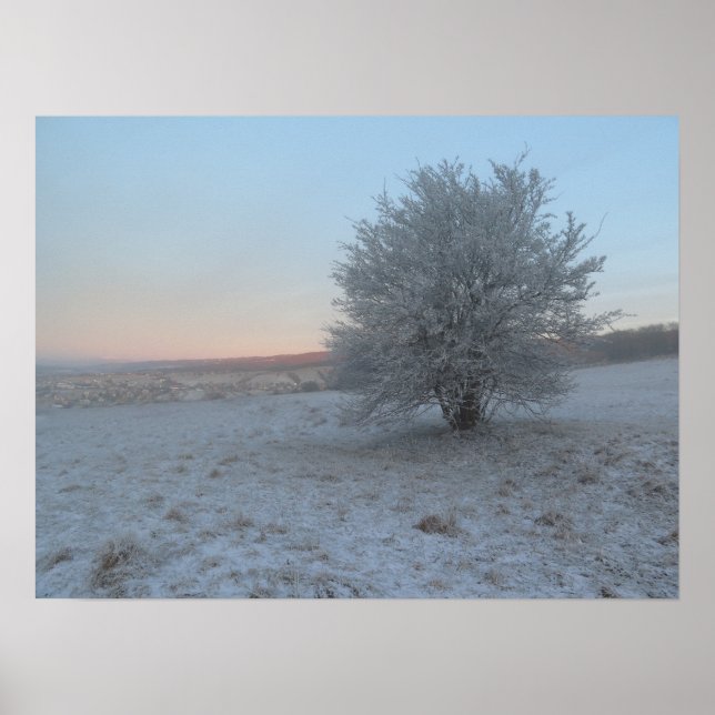 Winter Tree on sunrise Poster (Front)
