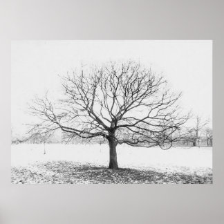 Winter Tree Poster