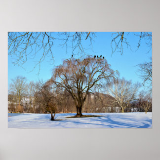 Winter Tree with Birds  Poster