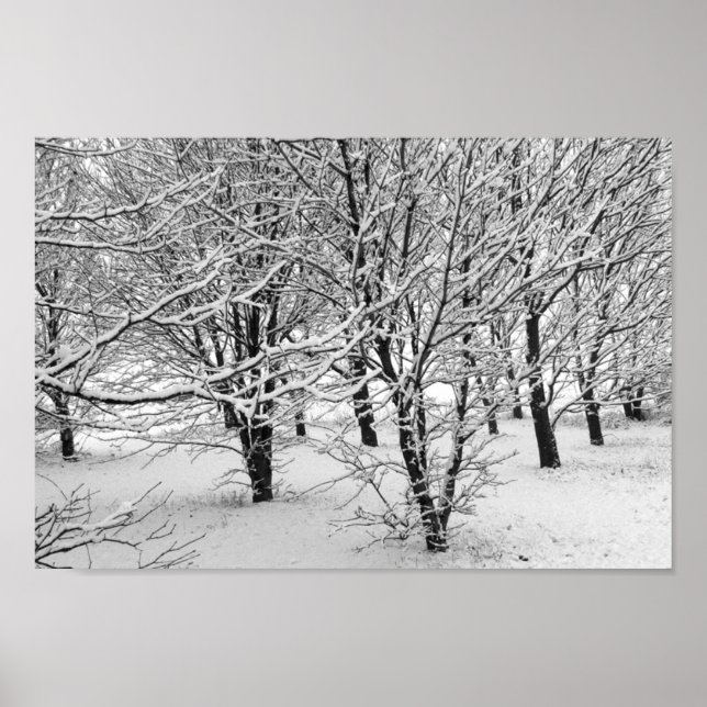 Winter Trees 16x11 Poster (Front)