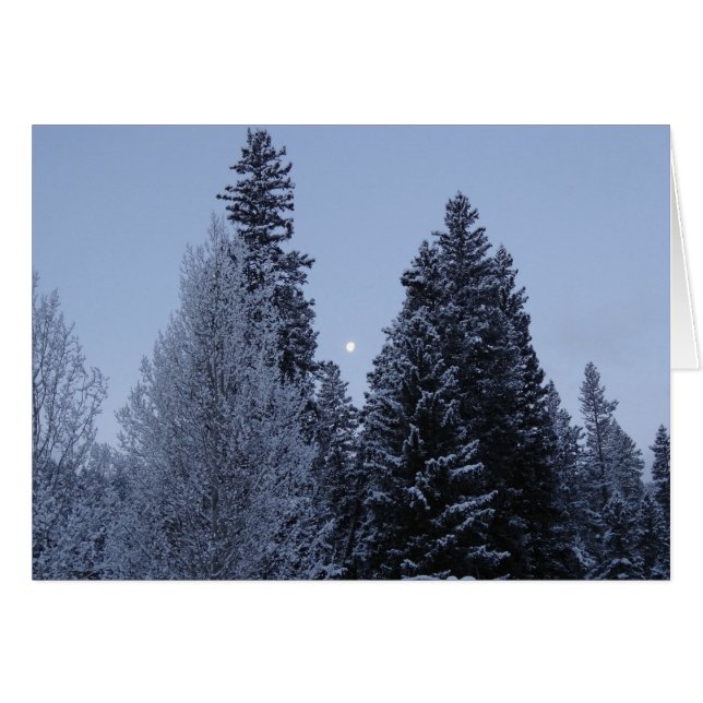 Winter Trees at Dawn Montana Landscape (Front Horizontal)