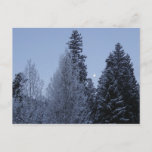 Winter Trees at Dawn Montana Landscape Postcard