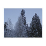 Winter Trees at Dawn Montana Landscape Postcard
