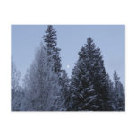 Winter Trees at Dawn Montana Landscape Postcard