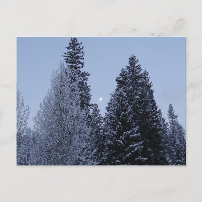 Winter Trees at Dawn Montana Landscape Postcard (Front)