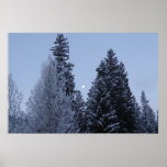 Winter Trees at Dawn Montana Landscape Poster